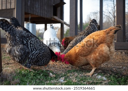 Group of hens eating outside their coop