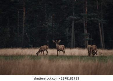 Group herd of red deer on the Veluwe  - Powered by Shutterstock