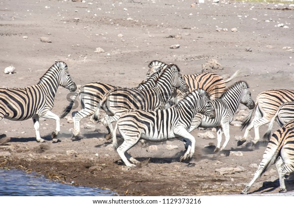 Group Herd Zebras Running Away After Stock Photo Edit Now 1129373216