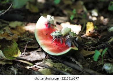 Group Of Hermit Crabs Eating The Watermelon Peel