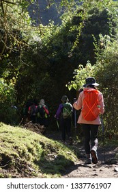 A Group Of Hikers Are Walking On The Famous Inca Trail Of Peru With Walking Sticks. They Are On The Way To Machu Picchu. 