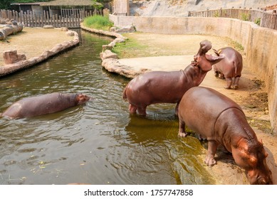 Group of hippo or hippopotamus in water at the zoo