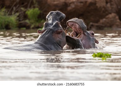 A group of  hippopotamus (Hippopotamus amphibius) relaxing in the water