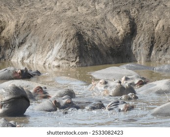 Group of hippopotamus are partially submerged in a waterhole, taking a refreshing dip on a hot day. , Serengeti Tanzania - Powered by Shutterstock