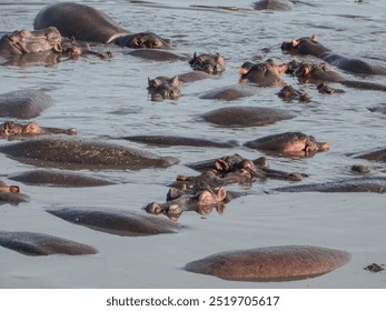 A group of hippopotamuses lying in a waterhole in the Serengeti, Tanzania. The scene captures these large animals resting together in their natural habitat. - Powered by Shutterstock