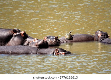 A group of Hippos basking make a convient platform for a terrapin to sun itself in Matopos Zimbabwe.
