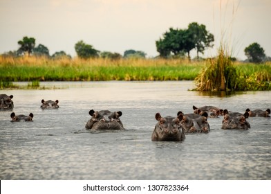 Group of hippos emerge from the water of the swamp
