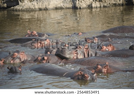 Similar – Image, Stock Photo Serene scene of group of mountain Iberian Ibex goats silhouetted against the golden sky of dawn on top of a rugged terrain of Sierra de Guadarrama, with a sea of clouds stretched below them