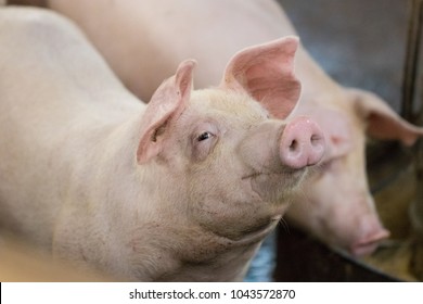 Group of hog waiting feed. Pig indoor on a farm yard in Thailand. swine in the stall. Close up eyes and blur. Portrait animal.