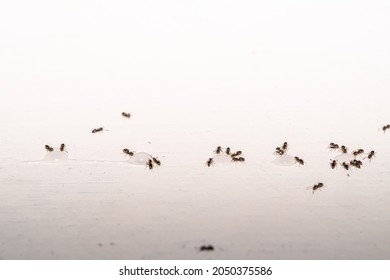 29,458 Ant Legs Images, Stock Photos & Vectors | Shutterstock