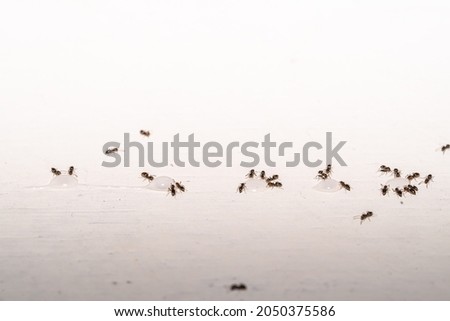 A group of home ants eating, invading a table, searching for sugar.
