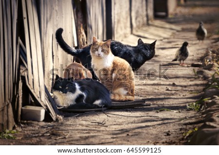 A group of homeless cats on the city street hunts pigeons. A red cat looks smart .