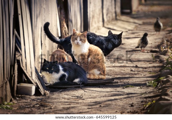 A group of homeless cats on the city street\
hunts pigeons. A red cat looks smart\
.