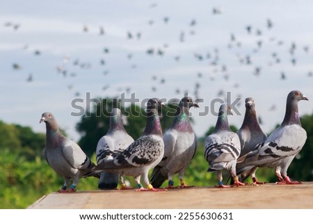 group of homing pigeon standing on home loft trap