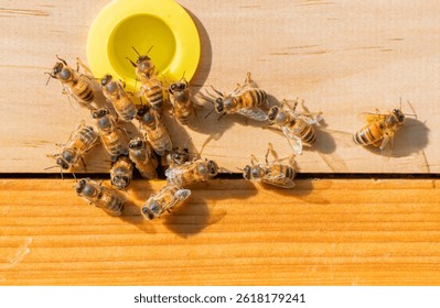 A group of honey bees entering and leaving a hive with some carrying pollen. 