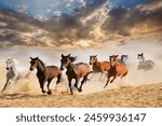 Group of horse run gallop
