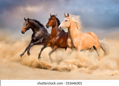 Group of horse run gallop in sand