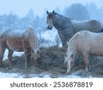 A group of horses in a blizzard in Estonia