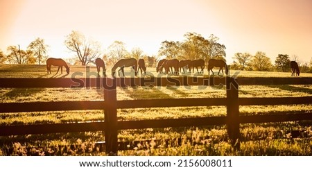 Group of horses grazing with bright morning sun behind them.