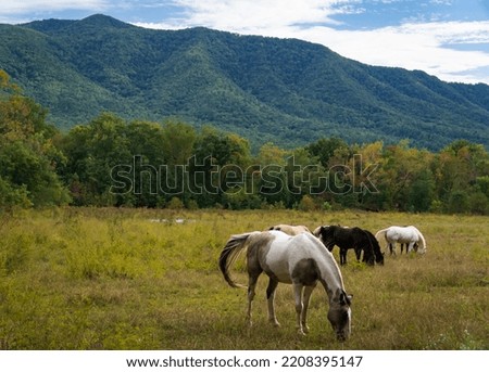 Group of horses grazing in foreground, with Smoky Mountains in the background, Cades Cove area of Smoky Mountain National Park