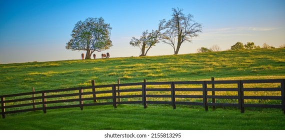 Group of horses grazing on top of a hill under trees.