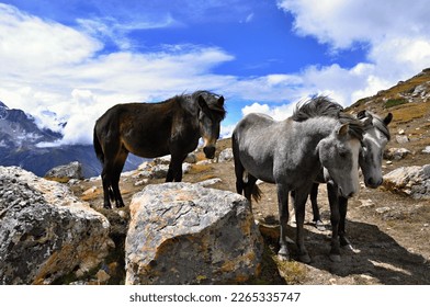 A group of horses in Himalayas. Annapurna Circuit Trek. Group of three wild horses in the Himalaya mountains. Manang District, Nepal, Asia. Horse herd. 