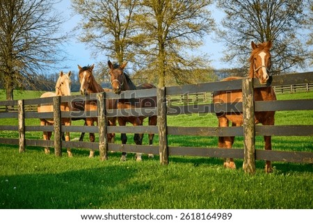 Group of horses looking over a fence at a horse farm in Central Kentucky.