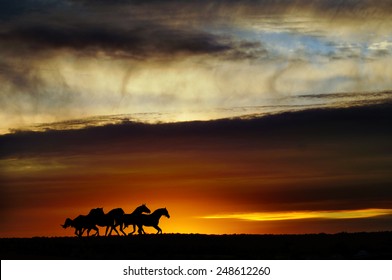 Group of Horses silhouettes running under dramatic sunset