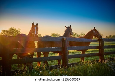 Group of horses standing along wooden fence with sun flare.