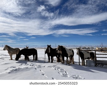 A group of horses stands together in a snow-covered field, lined up along a fence under a vast, blue sky with dramatic clouds. Their different colors and markings add variety to the wintery scene. - Powered by Shutterstock