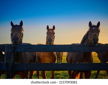 Group Of Horses Staring At The Camera  Along Wooden Fence.