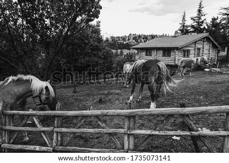 A group of horses surrounded by a wooden fence at a farm in black and white