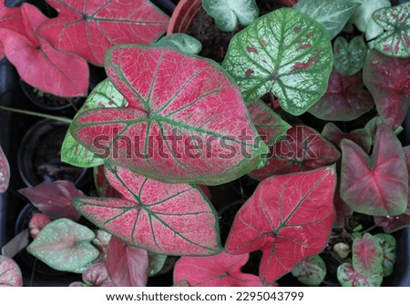 Group house plant  Caladium bicolor beautiful heart shape and colorful in the gardening 