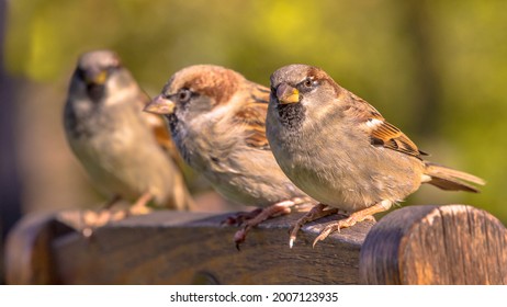 Group Of House Sparrow (Passer Domesticus) On The Back Of A Terrace Chair