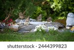 a group of house sparrows drinking water at a birdbath in a decorative garden