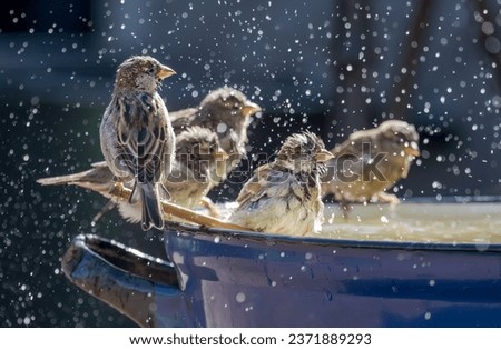 Group of house sparrows, Passer domesticus,  enjoying bathing and splashing about in the water of an enamel tub in a garden, it keeps feathers well-groomed, Germany