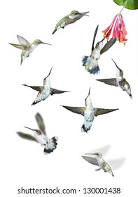 Group Of Hummingbirds Isolated Against White Background.