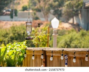 A Group Of Hummingbirds Playing On A Hanging Bird Feeder In A Backyard