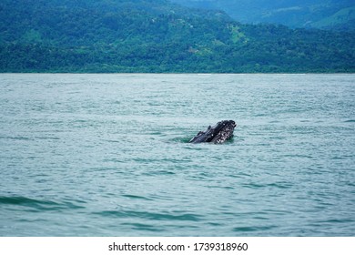 Group Of Humpback Whale Mouth In Costa Rica