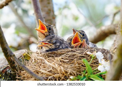 Group of hungry baby birds sitting in their nest on blooming tree with mouths wide open waiting for feeding. Young birds cry.