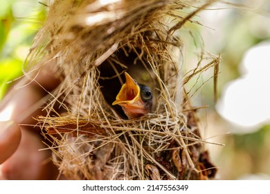 Group Of Hungry Baby Birds Sitting In Their Nest On Blooming Tree With Mouths Wide Open Waiting For Feeding. Young Birds Cry Focus On The Mouth Bird. 