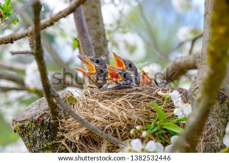 Group of hungry baby birds sitting in their nest on flowering tree with mouths wide open waiting for feeding. Young birds cry.