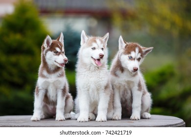 34 Malamute flock Images, Stock Photos & Vectors | Shutterstock