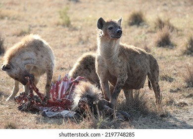 Group Of Hyena Eating Fresh Meat