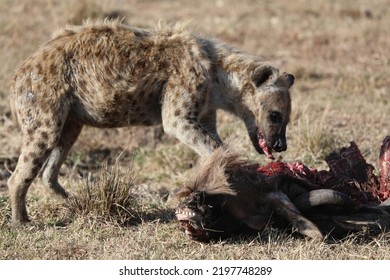 Group Of Hyena Eating Fresh Meat