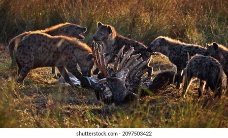 A Group Of Hyenas Preying On A Hyena Carcass In Masai Mara, Kenya