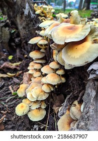 A Group Of Hypholoma Fasciculare