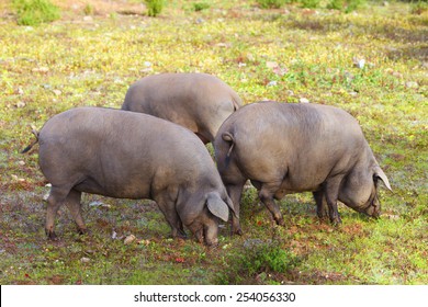Group of Iberian pig in the meadow in the mountains of Aracena, Huelva, Spain