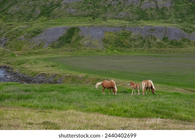 A group of Icelandic horses grazing on green pastures in Iceland - Powered by Shutterstock