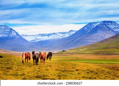 A group of Icelandic Ponies in the pasture with mountains in the background